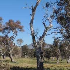 Eucalyptus sp. (dead tree) (Dead Hollow-bearing Eucalypt) at Lanyon - northern section - 26 Aug 2020 by michaelb