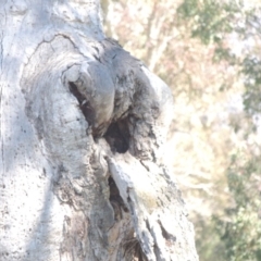 Eucalyptus sp. (dead tree) at Gordon, ACT - 26 Aug 2020