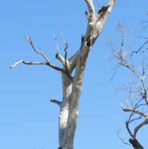 Eucalyptus sp. (dead tree) at Gordon, ACT - 26 Aug 2020