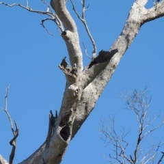 Eucalyptus sp. (dead tree) at Gordon, ACT - 26 Aug 2020