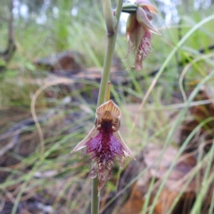 Calochilus platychilus (Purple Beard Orchid) at ANBG - 6 Oct 2020 by HelenCross