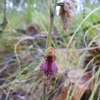 Calochilus platychilus (Purple Beard Orchid) at ANBG - 6 Oct 2020 by HelenCross