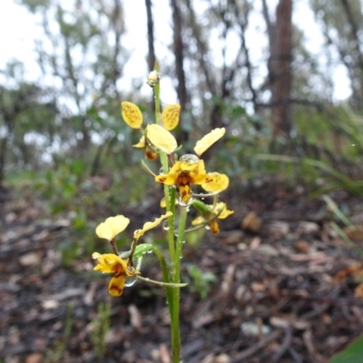 Diuris nigromontana (Black Mountain Leopard Orchid) at ANBG - 6 Oct 2020 by HelenCross