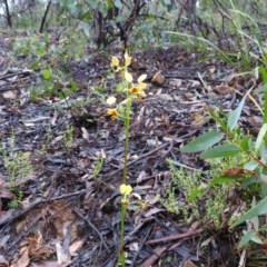 Diuris nigromontana at Acton, ACT - suppressed