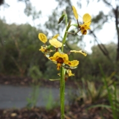 Diuris nigromontana at Acton, ACT - suppressed