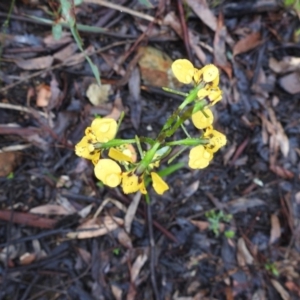 Diuris nigromontana at Acton, ACT - suppressed