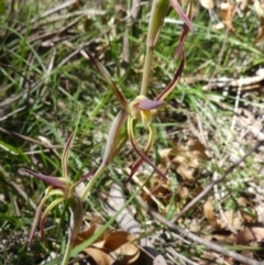 Lyperanthus suaveolens (Brown Beaks) at Mittagong, NSW - 1 Oct 2020 by Curiosity