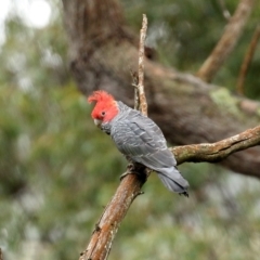 Callocephalon fimbriatum (Gang-gang Cockatoo) at Penrose, NSW - 6 Oct 2020 by Snowflake