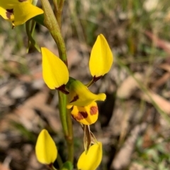 Diuris sulphurea (Tiger Orchid) at Bundanoon - 3 Oct 2020 by Boobook38