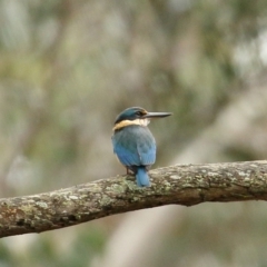 Todiramphus sanctus (Sacred Kingfisher) at Penrose - 6 Oct 2020 by Snowflake