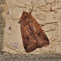 Diarsia intermixta (Chevron Cutworm, Orange Peel Moth.) at Wanniassa, ACT - 4 Oct 2020 by JohnBundock