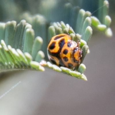 Peltoschema oceanica (Oceanica leaf beetle) at Lower Molonglo - 29 Sep 2020 by SWishart