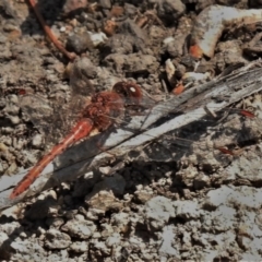 Diplacodes bipunctata (Wandering Percher) at Tidbinbilla Nature Reserve - 4 Oct 2020 by JohnBundock