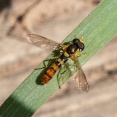 Sphaerophoria macrogaster (Hover Fly) at Stromlo, ACT - 29 Sep 2020 by SWishart