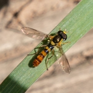 Sphaerophoria macrogaster at Molonglo River Reserve - 29 Sep 2020 12:52 PM