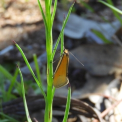 Philobota undescribed species near arabella (A concealer moth) at Farrer Ridge - 3 Oct 2020 by MatthewFrawley