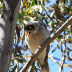 Manorina melanocephala (Noisy Miner) at Farrer Ridge - 3 Oct 2020 by MatthewFrawley