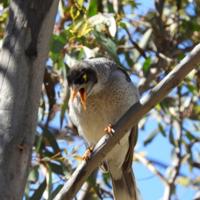 Manorina melanocephala (Noisy Miner) at Farrer, ACT - 3 Oct 2020 by MatthewFrawley