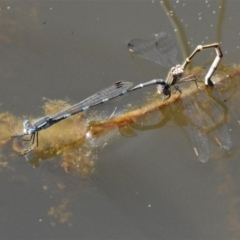 Austrolestes leda (Wandering Ringtail) at Paddys River, ACT - 4 Oct 2020 by JohnBundock