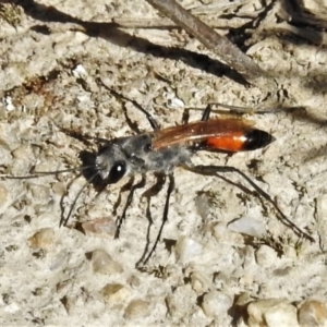 Podalonia tydei at Paddys River, ACT - 4 Oct 2020