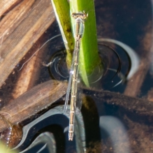 Ischnura aurora at Stromlo, ACT - 29 Sep 2020