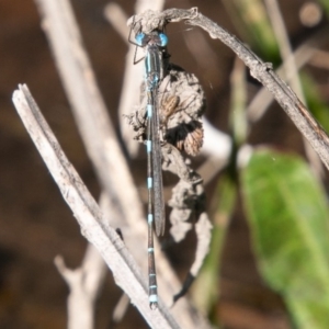 Austrolestes leda at Stromlo, ACT - 29 Sep 2020 12:34 PM