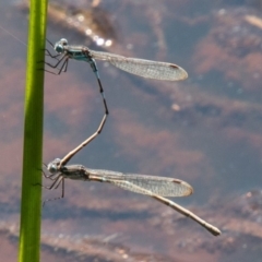 Austrolestes leda (Wandering Ringtail) at Lower Molonglo - 29 Sep 2020 by SWishart