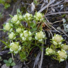 Siloxerus multiflorus (Small Wrinklewort) at Yass River, NSW - 4 Oct 2020 by SenexRugosus