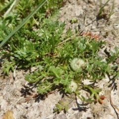 Soliva sessilis (Bindy Eye) at Yass River, NSW - 4 Oct 2020 by SenexRugosus