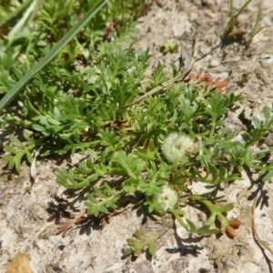 Soliva sessilis at Yass River, NSW - 4 Oct 2020