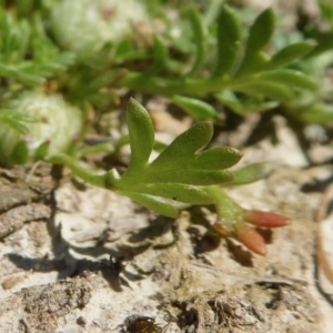 Soliva sessilis at Yass River, NSW - 4 Oct 2020