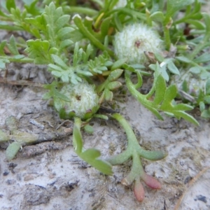 Soliva sessilis at Yass River, NSW - 4 Oct 2020