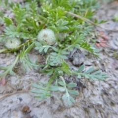 Soliva sessilis at Yass River, NSW - 4 Oct 2020