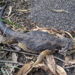 Pogona barbata at Acton, ACT - suppressed