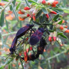 Oncopeltus (Oncopeltus) sordidus (Milk vine bug) at Acton, ACT - 6 Oct 2020 by HelenCross