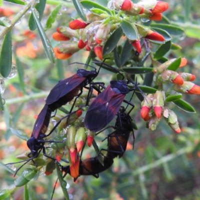 Oncopeltus (Oncopeltus) sordidus (Milk vine bug) at Acton, ACT - 6 Oct 2020 by HelenCross