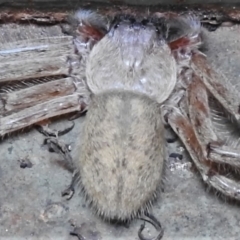 Delena cancerides at Coree, ACT - 3 Oct 2020