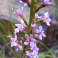 Stylidium graminifolium (grass triggerplant) at Acton, ACT - 7 Oct 2020 by HelenCross