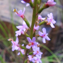 Stylidium graminifolium (Grass Triggerplant) at ANBG - 6 Oct 2020 by HelenCross