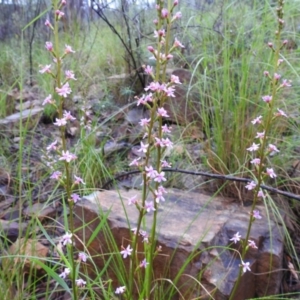 Stylidium graminifolium at Acton, ACT - 7 Oct 2020