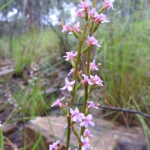 Stylidium graminifolium at Acton, ACT - 7 Oct 2020