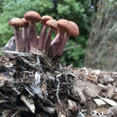 Gymnopilus dilepis at Dignams Creek, NSW - 9 Sep 2020 by Maggie1