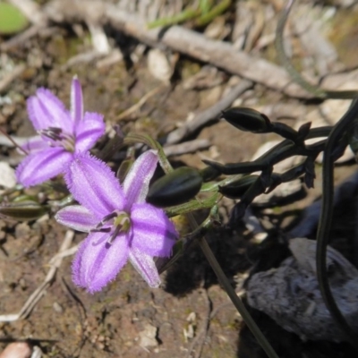 Thysanotus patersonii (Twining Fringe Lily) at Rugosa - 4 Oct 2020 by SenexRugosus