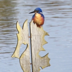 Ceyx azureus (Azure Kingfisher) at Dignams Creek, NSW - 22 Aug 2020 by Maggie1