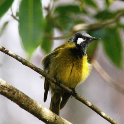 Nesoptilotis leucotis (White-eared Honeyeater) at Yowrie, NSW - 24 Jun 2020 by Maggie1