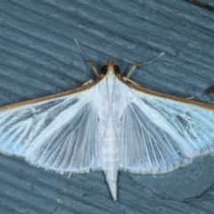 Palpita margaritacea (Pearl Moth) at Lilli Pilli, NSW - 6 Oct 2020 by jb2602