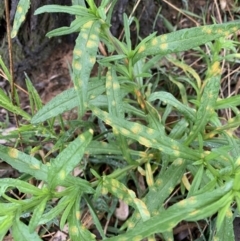 Unidentified Cup or disk - with no 'eggs' at Black Range, NSW - 7 Oct 2020 by Steph H