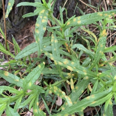 Rust fungus at Black Range, NSW - 7 Oct 2020 by StephH