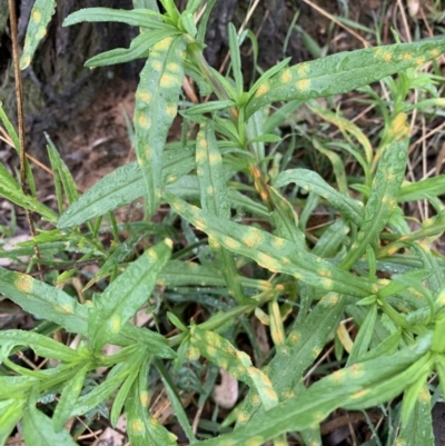 Unidentified Cup or disk - with no 'eggs' at Black Range, NSW - 7 Oct 2020 by Steph H