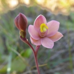 Thelymitra carnea (Tiny Sun Orchid) at Rugosa - 4 Oct 2020 by SenexRugosus